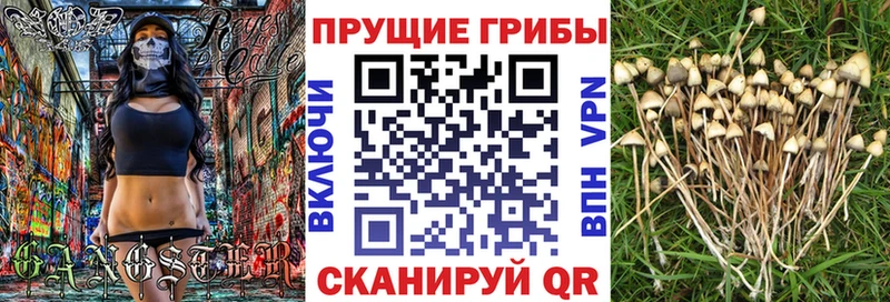 kraken рабочий сайт  Гороховец  Псилоцибиновые грибы Cubensis 